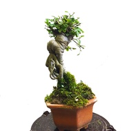 Styling Elm Tree Bonsai Cold-Resistant Good Raising Easy-to-Trim Each Shape Suitable for Balcony