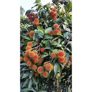 Pokok Rambutan Jarum Mas Hybrid