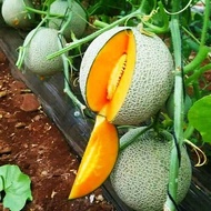 [KateSeeds] Hami Melon Seeds for Planting (10 seeds/bag, Easy To Grow) Sweet Cantaloupe Plant Seed B