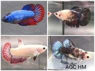 Betta Female/Ikan Laga Betina/(Buy3free1) /HM DTHM HMPK /Betta Murah/Colourful /Random Pick/Fancy/So