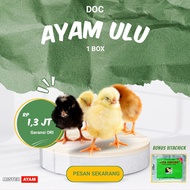 DOC AYAM ULU SUPER PERBOX