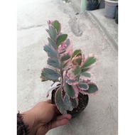 Variagated  kalanchoe Laxiflora