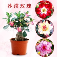 Desert Rose Seeds Mixed Potted Plants Flower Seeds Easy-to-Plant Living Indoor Balcony Potted Decora