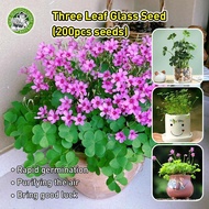 [Hot Sale] 200pcs/pack Fresh Lucky Clover Seeds for Planting Flowers - 4 Leaf Clover Plant Seeds Bon
