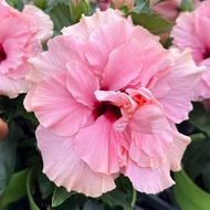 ハイビスカス（ニューロングライフ）：アドニスダブルローザ 5号鉢植え[開花時間が長いグラフハイビスカス・ニューロングライフ]