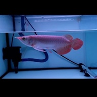 ikan arwana super red 14-15cm