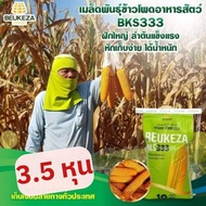 เมล็ดพันธุ์ข้าวโพดเลี้ยงสัตว์ลูกผสมเดี่ยว BKS333  บรรจุ 10 กิโลกรัม