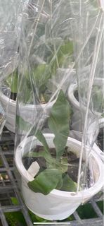 深綠鹿角蕨5 吋盆2023/9月實物拍攝室內植物 觀葉植物 綠化植物