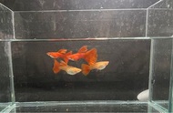 品系孔雀魚：全紅白子超擬真模型/飼料