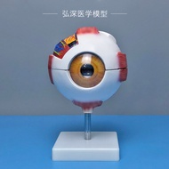 Eye Eye Model