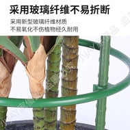 Crab Claw Orchid Stand Rose Three-Layer Multi-Layer Plant Climbing Leaf Fairy Dragon Fruit Grafting