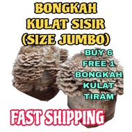 READY STOCK BONGKAH CENDAWAN KUKUR BUY 6 FREE BNGKAH CENDAWAN TIRAM / KULAT SISIR KERING