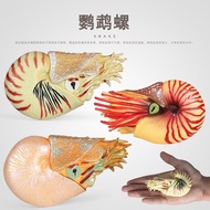 Children Science Education Gift Simulation Cold Warriors Ancient Sea Life Model Parrot Snail Toy Amm