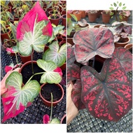 😁Berjaya Plant Nursery - Caladium Thai Hybrid/Pokok Keladi Rare(Pokok Keladi Hidup/Pokok Hiasan Dalam Rumah/Indoor Plan