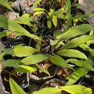 ANAK POKOK KUNYIT MERAH ATAU CEKUR MERAH(KAEMPFERIA SPP)