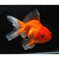 Oranda red rostail line goldfish imported high quality size L