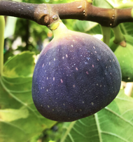 Anak Pokok Tin Black Jack Fig Live Plant Black Jack Fig Bab Tree