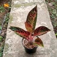 Jual tanaman hias aglonema red Sumatra - aglonema red Sumatra