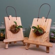 氣氛小夥伴－鹿角蕨上板