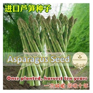 20pcs Seed Green Asparagus Garden Vegetable Biji Benih Sayur 芦笋 种子