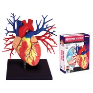 4D MASTER Human Anatomy Premium Deluxe Heart Model (1:1), Medical Educational Quality for MBBS, Medi