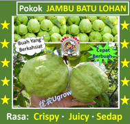 Anak Pokok Jambu Batu LOHAN GU16 罗汉番石榴 树苗 Sapling Guava LOHAN