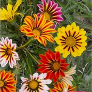 Biji Benih Bunga Gazania Splendens (Mix Colour) (20 seeds) 勋章菊种子 (混色) flower seeds