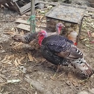 Ayam Kalkun Indukan dewasa sepasang atau 2 ekor jantan betina