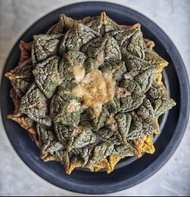 龜甲牡丹 岩牡丹 原生