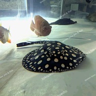 IKAN PARI AIR TAWAR BLACK DIAMOND CM