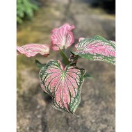 Caladium Thai Beauty..