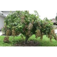 Pokok Longan Berlian Hybrid