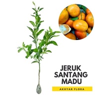 Bibit Jeruk Santang Madu Pohon Jeruk Santang Madu