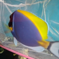 botana biru ikan hias air laut