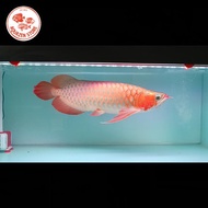 Arwana Super Red 50cm Jumbo