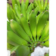 BIBIT UNGGUL !!!, Jual Bibit Pisang Raja Bulu, Jual Bibit Pisang Raja