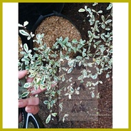 ♠ ↑ ➦ Variegated African Talisay rare