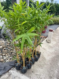 Cây 🌲 Trúc Chỉ Vàng thái 1m4 chậu 3 cây