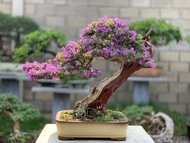 Linh sam 86 bonsai gốc quái