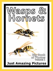 Just Wasp &amp; Hornet Insect Photos! Big Book of Photographs &amp; Pictures of Wasps &amp; Hornets Insects, Vol. 1 Big Book of Photos