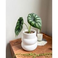 Alocasia Dragon Scale Hijau / Alokasia Scale Hijau