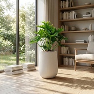小天使蔓綠絨落地盆栽 直條紋湛白圓盆 落地盆栽禮 開幕送禮 植栽