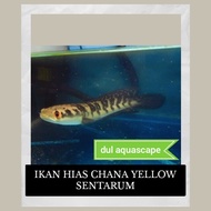 chana yellow sentarum 18-20cm