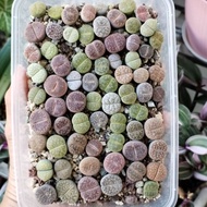 Lithops plant succulent mix colour ready stock without pot and soil. 生石花 混色 裸根发货 屁屁多肉植物（below 2cm）