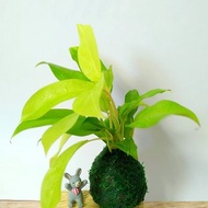 居家幸福苔球 苔玉 綠色水苔 五行幸運植物 陽光蔓綠絨