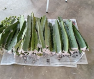 Anak Pokok Buah Naga Merah – Red Dragon Fruit Tree / 火龙果苗 / Benih Pokok Buah Naga