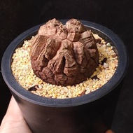 南非龜甲龍   5.1cm   連 花盆 塊根 植物 盆栽 Plant  caudex 非象牙宮【實拍。只此一盆】 👑 9年老店