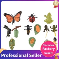 3 Sets Insect Figurines Life Cycle of Butterfly Frog Ladybug Safariology Growth Cycle Model Educatio