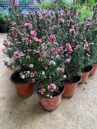 ต้นมานูก้า ( Manuka ) #ดอกสีชมพู-ขาว#ความสูง 30-40CM