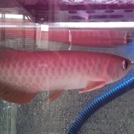 ikan arwana super red